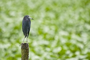 Little Blue Heron - on post - water treatment plant near airport Little Blue Heron - on post - water treatment plant near airport