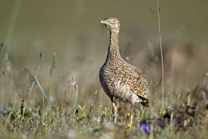 Little Bustard - female at lek Little Bustard - female at lek