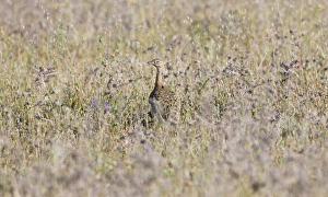 Little Bustard - female stood in grass - April Little Bustard - female stood in grass - April