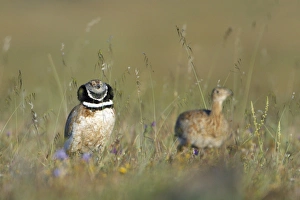 Little Bustard - male chasing female at lek Little Bustard - male chasing female at lek