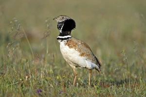 Little Bustard - male displaying at lek Little Bustard - male displaying at lek
