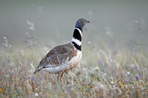 Little Bustard - male on grassland Little Bustard - male on grassland