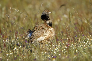 Little Bustard - male ruffling feathers Little Bustard - male ruffling feathers