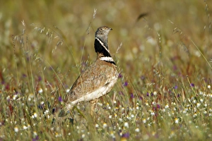Little Bustard - male amongst wild flowers Little Bustard - male amongst wild flowers