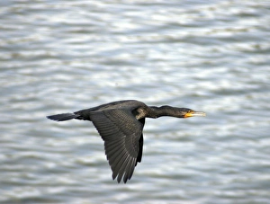 Little Cormorant, India, in flight Little Cormorant, India, in flight