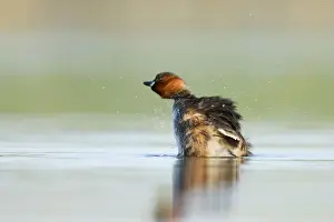 Little Grebe Print - Adult in summer plumage, shaking off water
