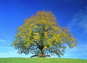 Little-leaf linden / Small-Leaved Lime / Small-leaved Linden single individual in colourful autumn foliage with bench Little-leaf linden / Small-Leaved Lime / Small-leaved Linden single individual in colourful autumn foliage with bench