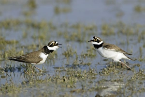 Little Ringed Plover - 2 males fighting in lake Little Ringed Plover - 2 males fighting in lake