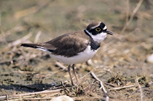 Little Ringed PLOVER - Adult calling Little Ringed PLOVER - Adult calling