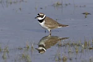 Little Ringed Plover - birds reflection in lake Little Ringed Plover - birds reflection in lake