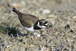 Little Ringed Plover - with caught worm Little Ringed Plover - with caught worm