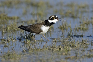 Little Ringed Plover - male bird courtship displaying Little Ringed Plover - male bird courtship displaying
