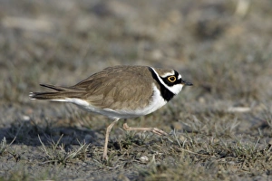 Little Ringed Plover - male displaying to female Little Ringed Plover - male displaying to female