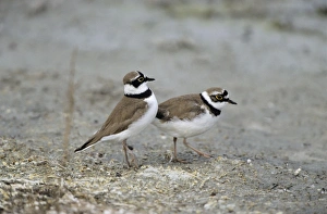 Little Ringed PLOVER - Pair courtship displaying Little Ringed PLOVER - Pair courtship displaying