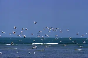 Waterbird Photography Tips Prints: Little Tern