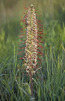 Lizard Orchid Prints: Lizard Orchid