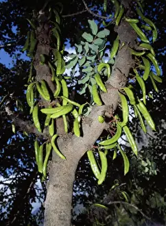 Seed Pod Photography Prints: Locust / Carob Tree