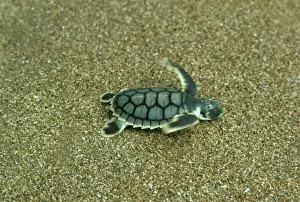 Reptile Prints: Loggerhead Turtle Hatchling Print, Mon Repos Beach, Australia