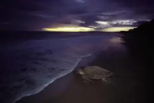 Loggerhead Turtle Prints: Loggerhead Turtle - Returning to sea after egg laying at night