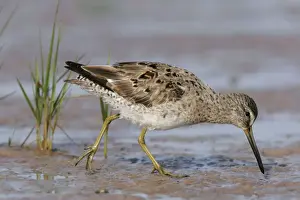 Jim Zipp Wildlife Photography Prints: Long-billed Dowitcher