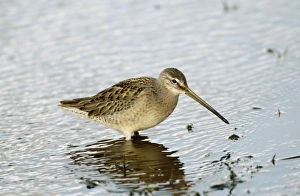 Long-billed Dowitcher - feeding vagrant Long-billed Dowitcher - feeding vagrant