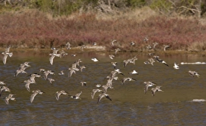 Long-billed Dowitchers - flock in flight Long-billed Dowitchers - flock in flight