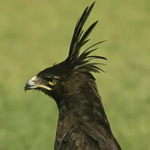 Peter Steyn Photography Prints: Long-crested Hawk Eagle