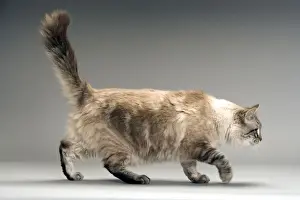 Indoor Pet Animals Prints: Long-haired Cat - in studio