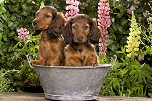 Long-Haired Dachshund / Teckel Dog / Doxie / Doxies in the US - sitting in old metal tub Long-Haired Dachshund / Teckel Dog / Doxie / Doxies in the US - sitting in old metal tub
