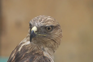 Long-legged Buzzard, juvenile, close up of head, rotated Long-legged Buzzard, juvenile, close up of head, rotated