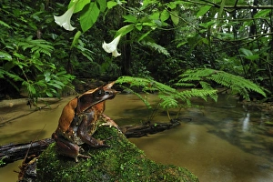 Long-nosed Horned Frog / Malayan Horned Frog - beside Long-nosed Horned Frog / Malayan Horned Frog - beside