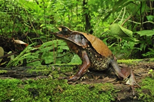 Long-nosed Horned Frog / Malayan Horned Frog Long-nosed Horned Frog / Malayan Horned Frog
