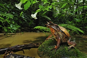 Long-nosed Horned Frog / Malayan Horned Frog - beside a creek Long-nosed Horned Frog / Malayan Horned Frog - beside a creek