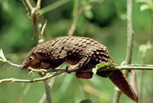 Long-tailed Pangolin Print (Manis tetradactyla)