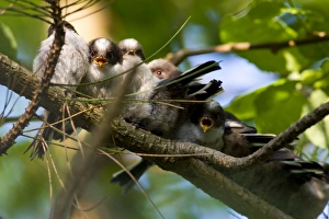 Long-tailed Tit - family of recently fledged young begging for food Long-tailed Tit - family of recently fledged young begging for food