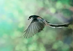 Wildlife Photography Prints: Long Tailed Tit - in flight