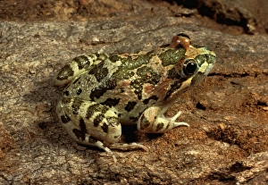 Long-thumbed / Barking frog Long-thumbed / Barking frog