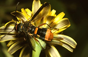 A longicorn beetle - a harmless beetle that evades its enemies by mimicking the coloration of dangerous wasps A longicorn beetle - a harmless beetle that evades its enemies by mimicking the coloration of dangerous wasps