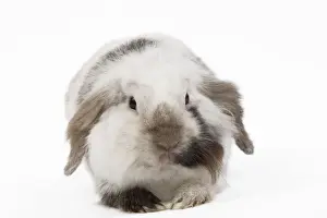 Pet Rabbit Breeds Prints: Lop Rabbit - in studio