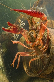 Lousiana Crayfish - emerging from old drum underwater - visible difference in size with Palaemonetes antennarius Lousiana Crayfish - emerging from old drum underwater - visible difference in size with Palaemonetes antennarius