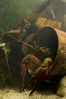 Lousiana Crayfish - in old drum underwater Lousiana Crayfish - in old drum underwater