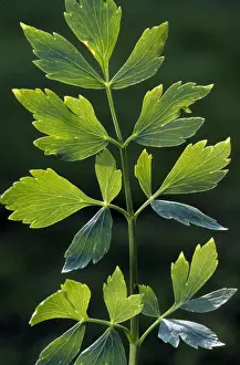 Lovage Plant Prints: Lovage