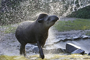 Lowland Tapir / South American Tapir - In water spray Lowland Tapir / South American Tapir - In water spray