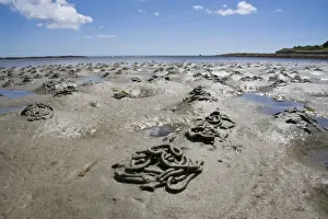 Cornwall Beach Scene Prints: Lugworm - casts on a beach. Cornwall, UK