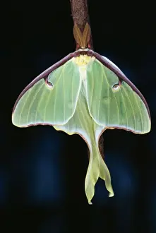 North American Insects Prints: Luna Moth