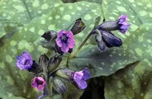 Lungwort Plant Prints: Lungwort