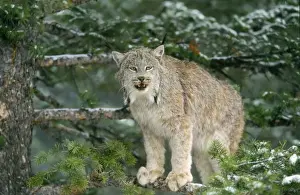 Lynx Print - Canada Lynx Perched on Snowy Branch