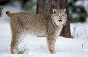 Prints of WAT-7788 Canadian LYNX - standing in snow Lynx canadensis M. Watson Please note that prints are for personal display purposes only and may not be reproduced in any way. Lynx Prints: Canadian Lynx Print