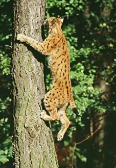 Endangered Big Cats Prints: Lynx - climbing tree