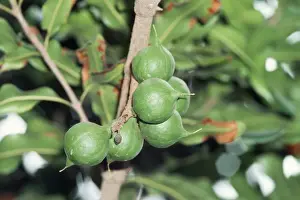 Close Up Nuts Prints: Macadamia Tree - close-up of nuts
